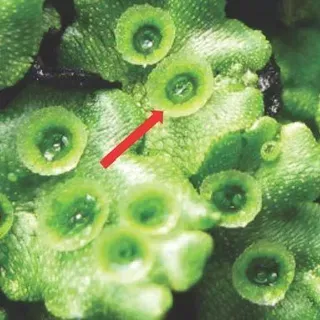 thumbnail for publication: Biology and Management of Liverwort (Marchantia polymorpha) in Ornamental Crop Production